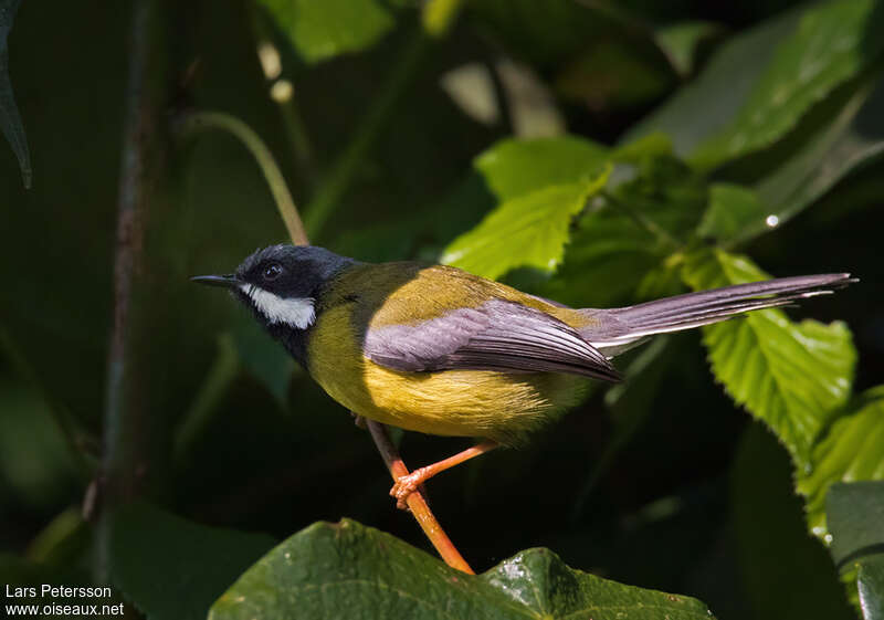 Apalis à gorge noireadulte, identification