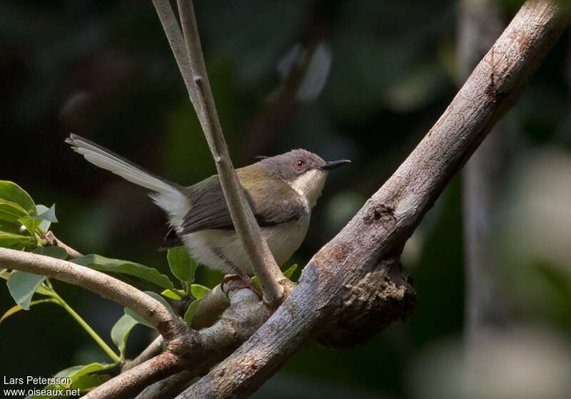 Buff-throated Apalisjuvenile, identification