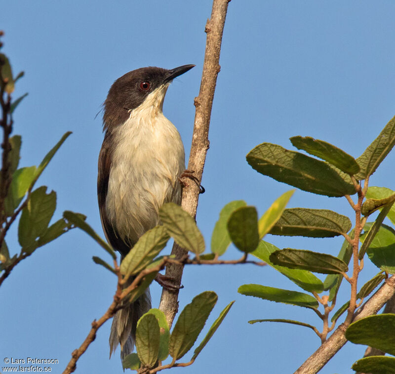 Black-headed Apalis