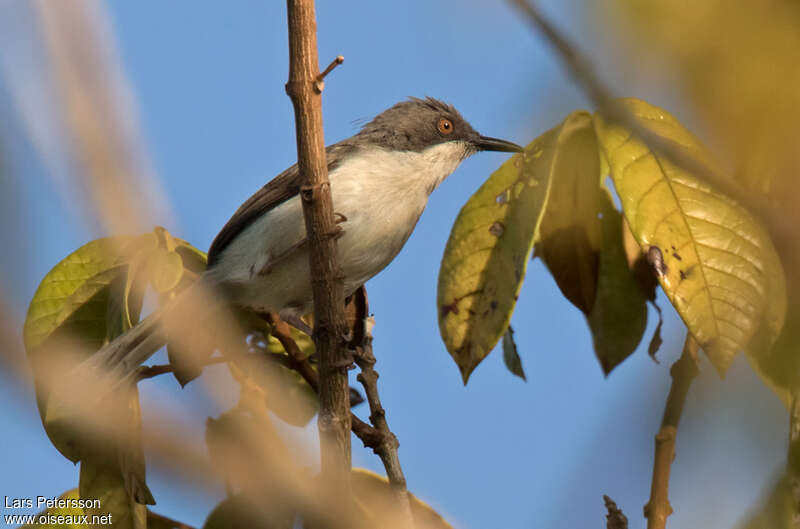 Apalis à tête noire femelle adulte, identification