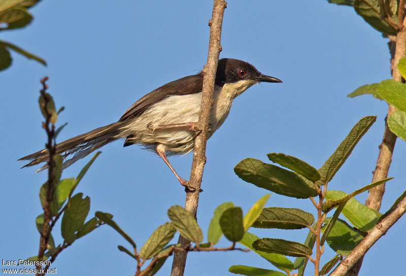 Apalis à tête noire mâle adulte, identification