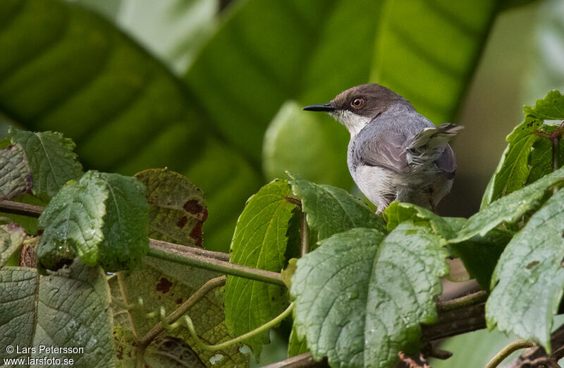 Apalis cendrée