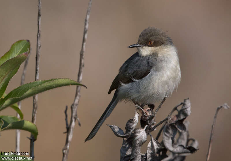 Apalis cendréeadulte, pigmentation