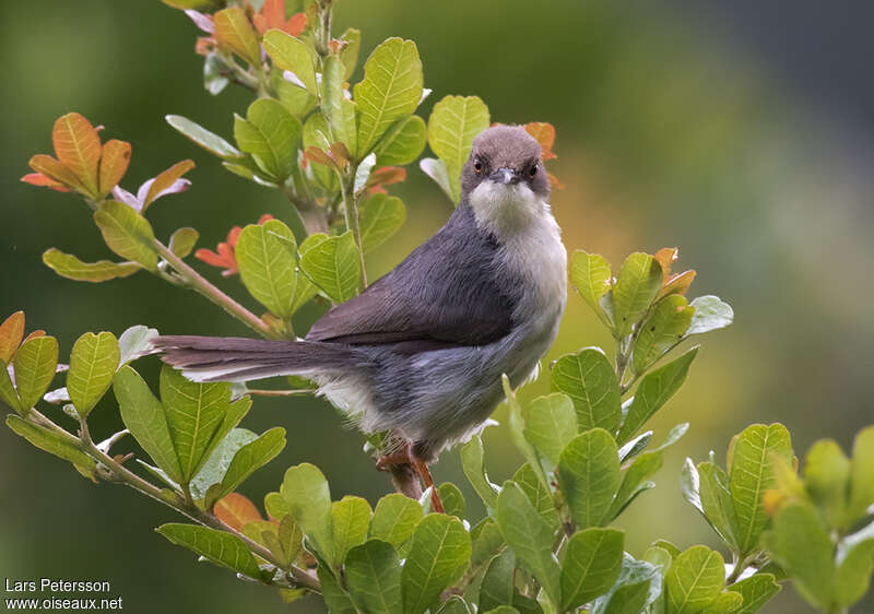 Apalis cendréeadulte, habitat