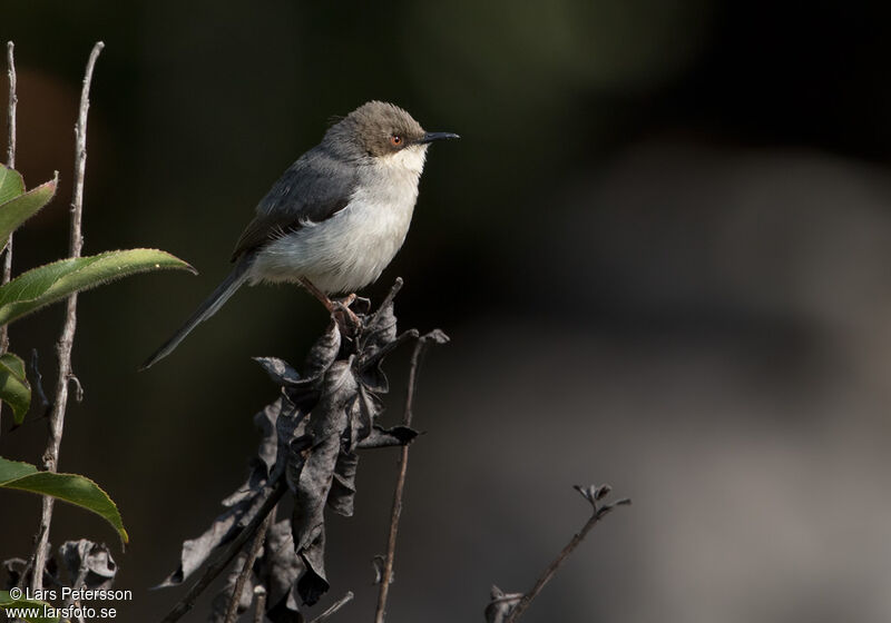 Grey Apalis