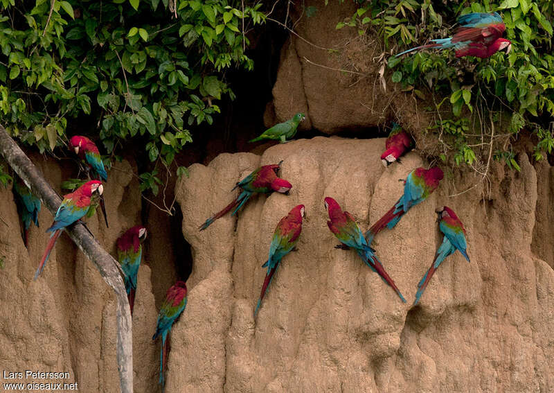 Ara chloroptère, habitat, Comportement