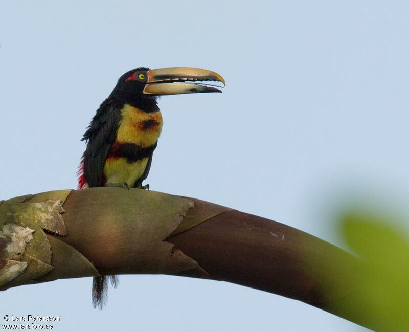 Pale-mandibled Aracari