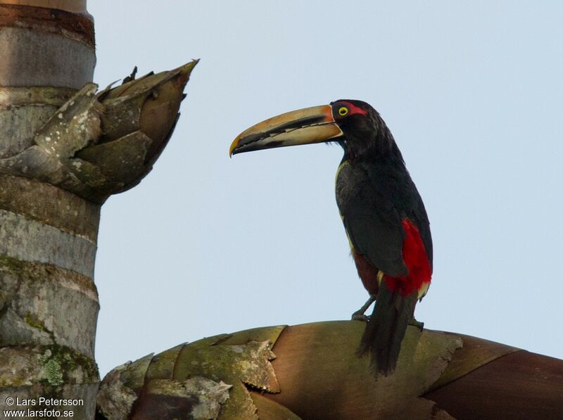 Pale-mandibled Aracari