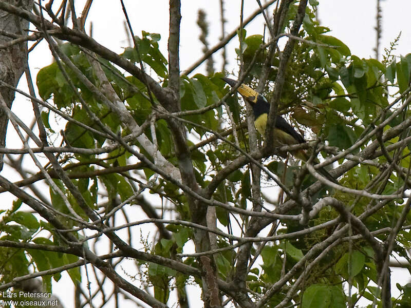 Lettered Aracariadult, identification