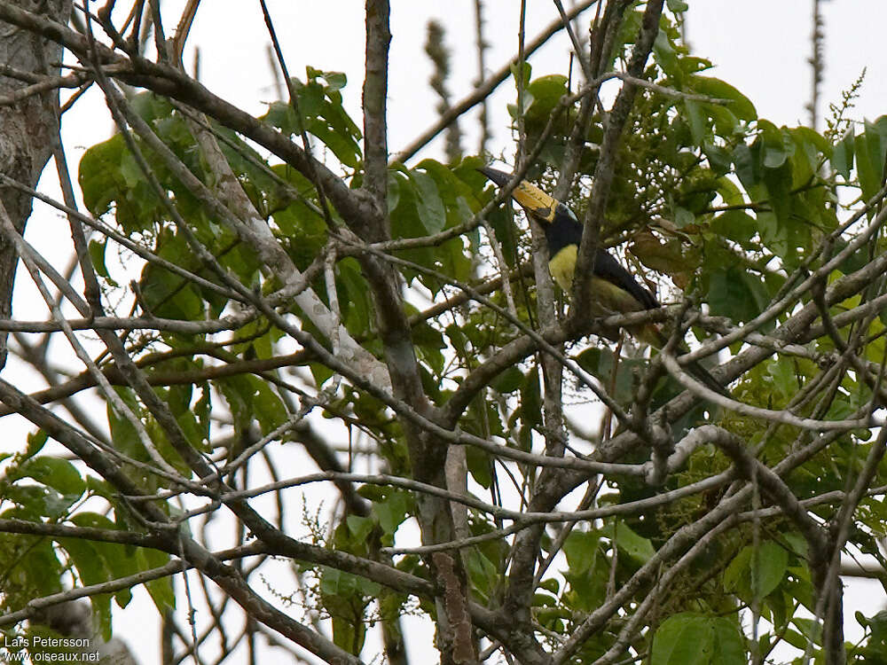 Araçari marqué