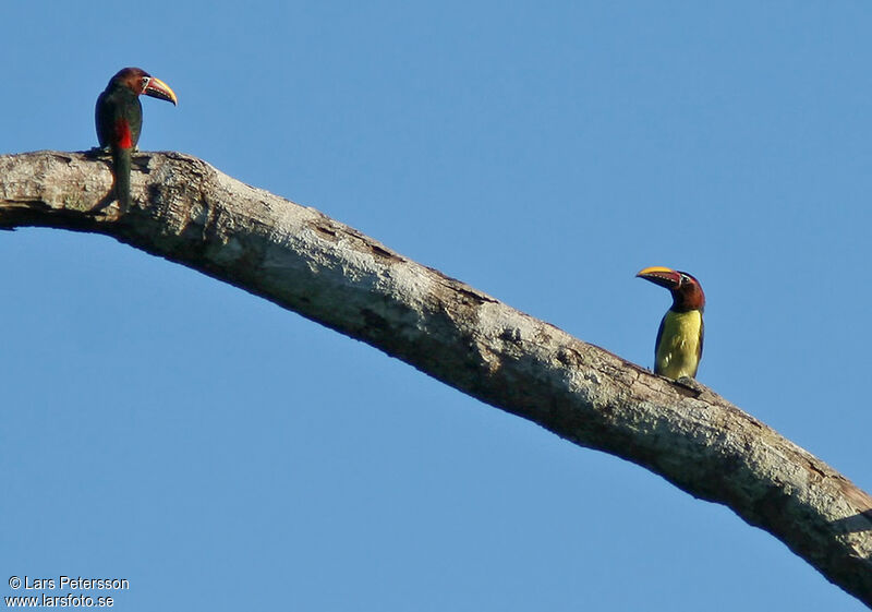 Green Aracari