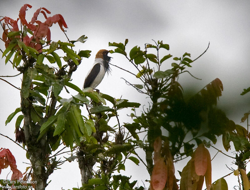 Bearded Bellbird