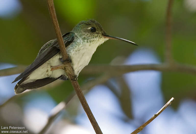 White-bellied Hummingbirdadult, identification