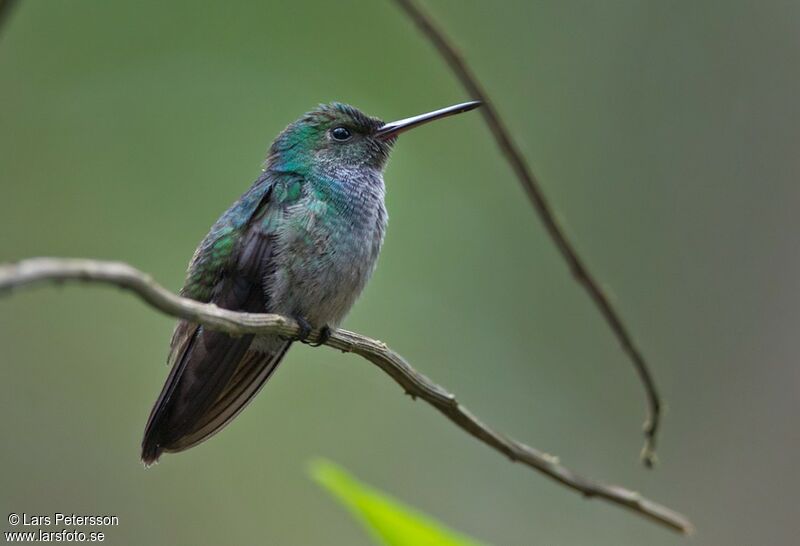 Blue-chested Hummingbird