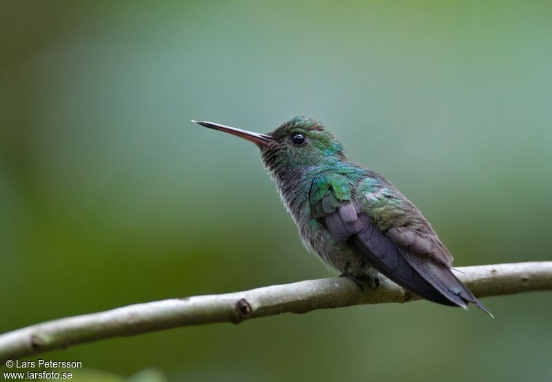 Blue-chested Hummingbird