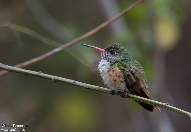 Amazilia Hummingbird