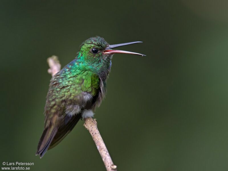 Purple-chested Hummingbird