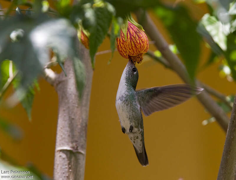 Green-and-white Hummingbirdadult, eats