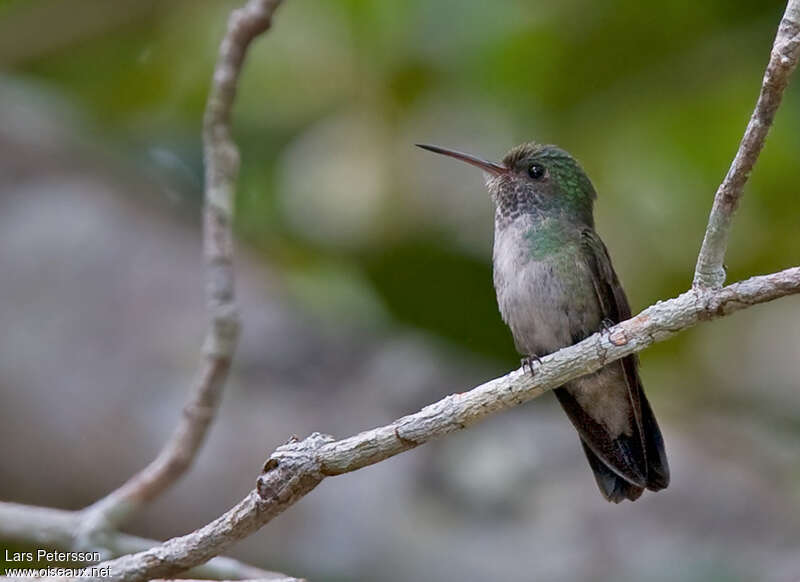 Ariane versicoloreadulte, identification