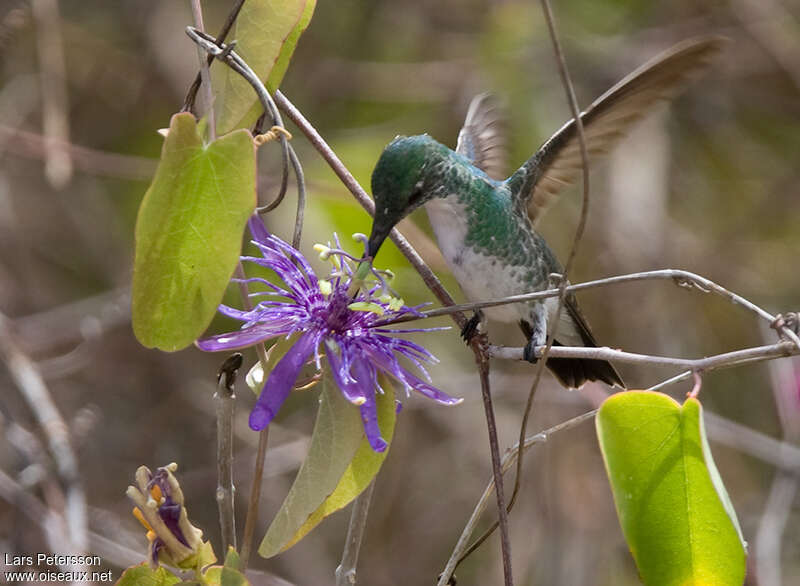 Plain-bellied Emeraldadult, feeding habits