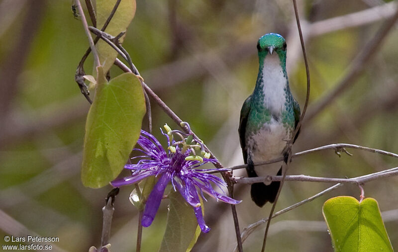 Plain-bellied Emerald