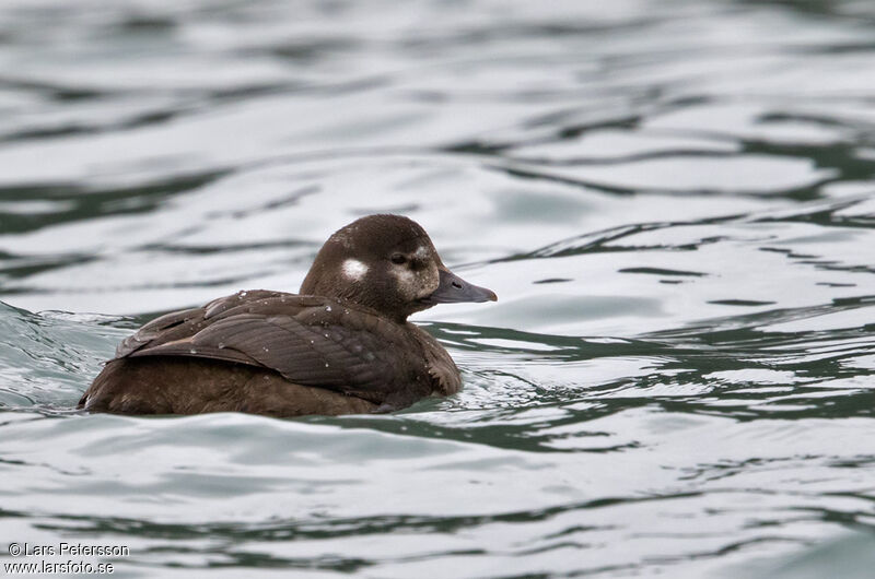 Harlequin Duck