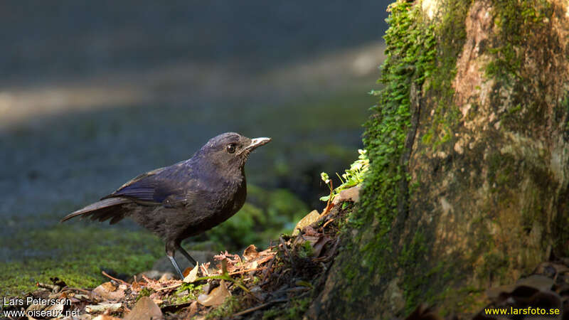 Javan Whistling Thrush