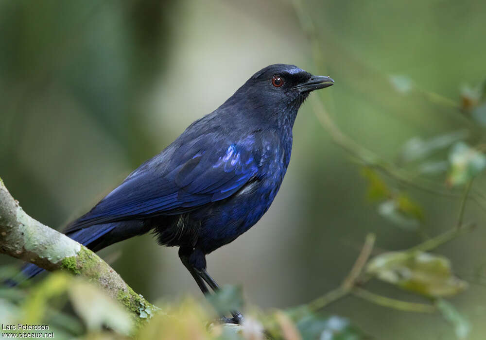 Taiwan Whistling Thrush