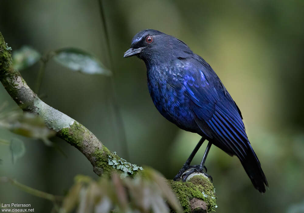 Taiwan Whistling Thrush