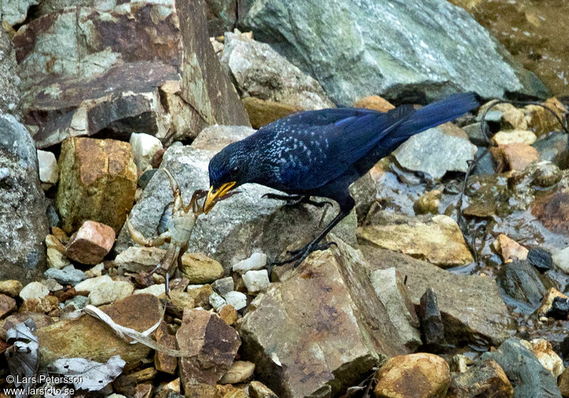 Blue Whistling Thrush