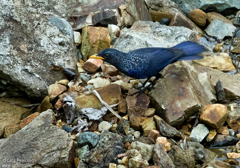 Blue Whistling Thrush