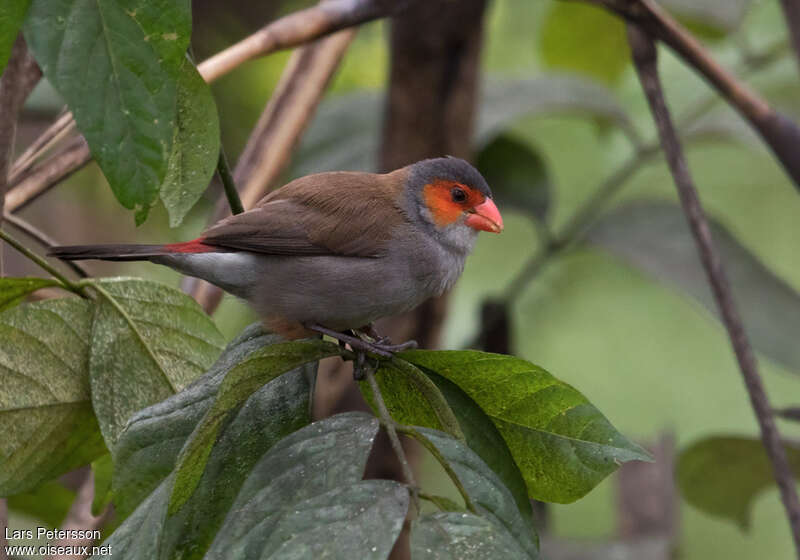 Orange-cheeked Waxbilladult, habitat, pigmentation, eats