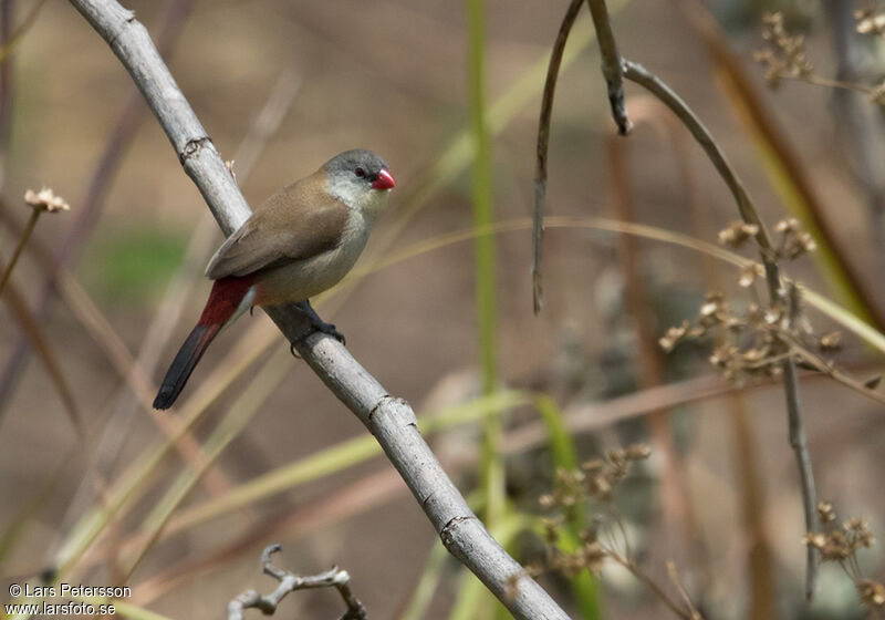 Fawn-breasted Waxbill