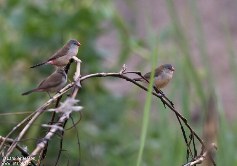 Fawn-breasted Waxbill