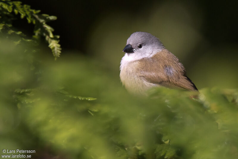 Astrild à ventre jaunejuvénile, identification