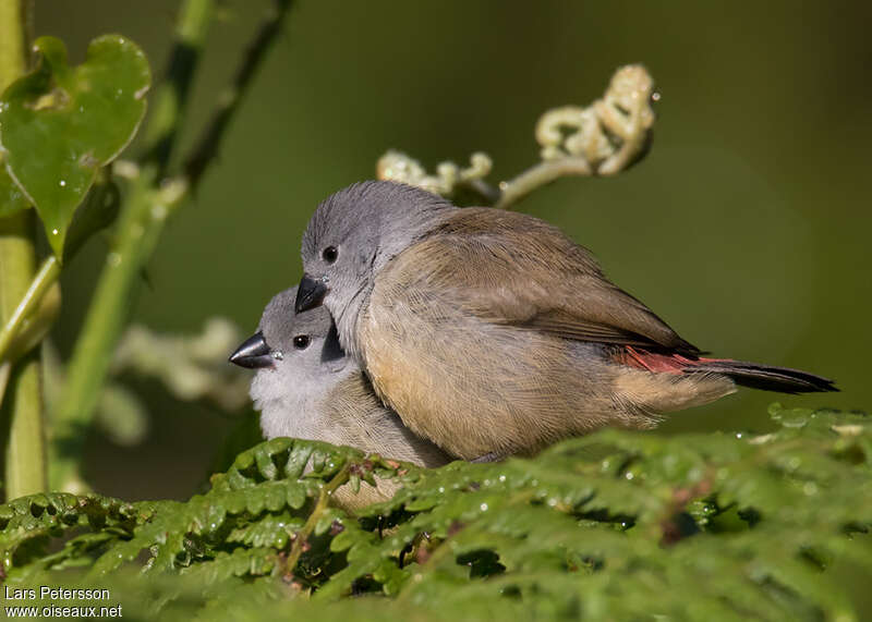 Yellow-bellied Waxbilladult, Behaviour