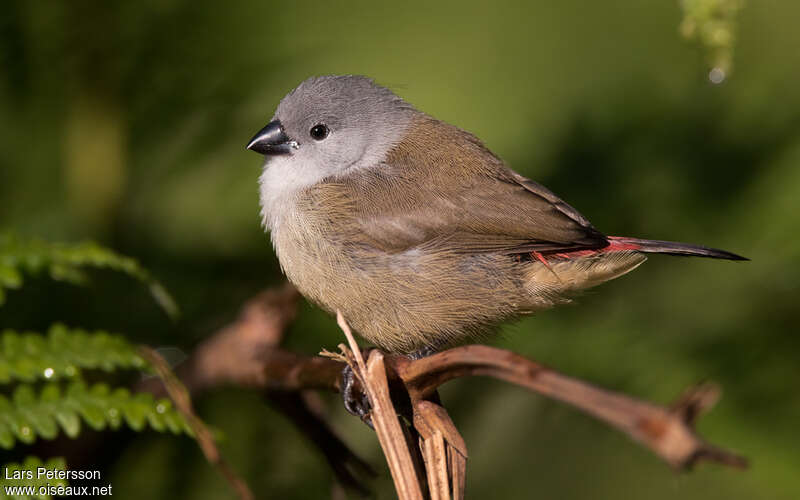 Astrild à ventre jaunejuvénile, identification