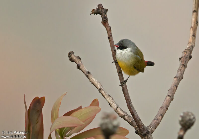 Angola Waxbill