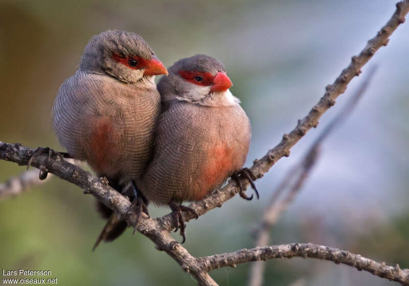 Common Waxbilladult, pigmentation