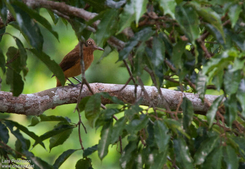 White-eyed Attilaadult, identification