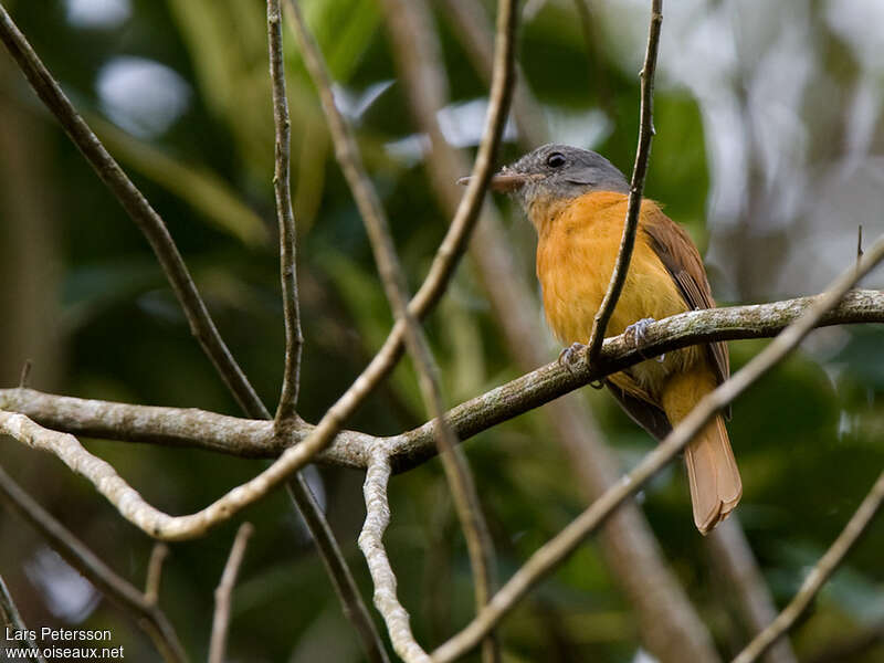 Grey-hooded Attilaadult