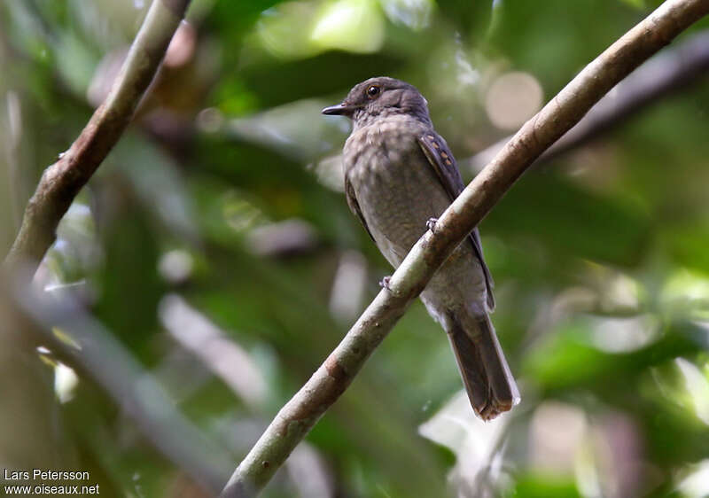 Aulia cendréimmature, identification