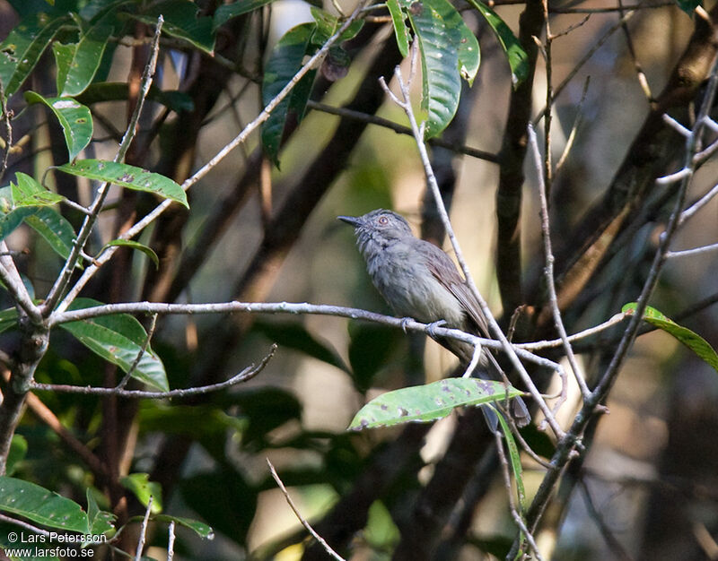 Greyish Mourner