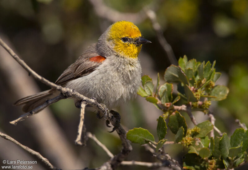 Auripare verdin