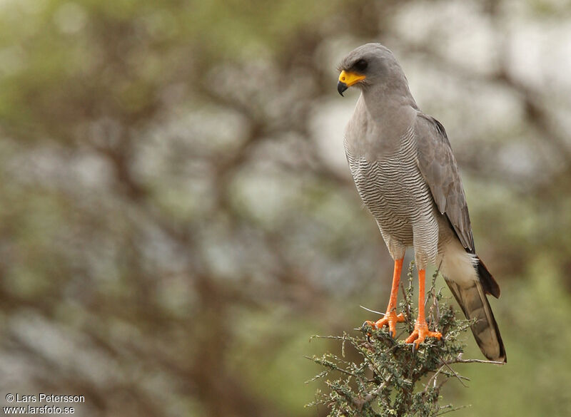 Eastern Chanting Goshawk