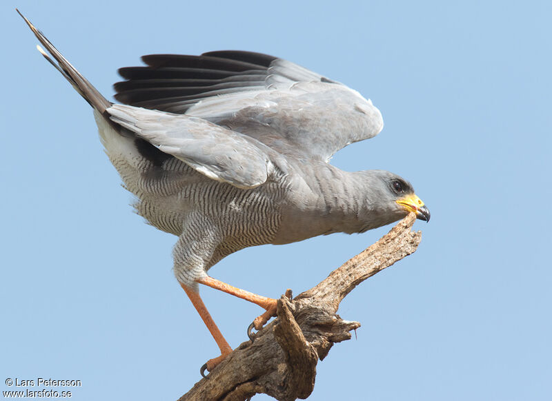 Eastern Chanting Goshawk