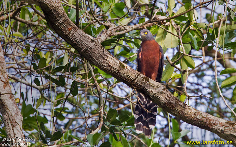 Long-tailed Hawk