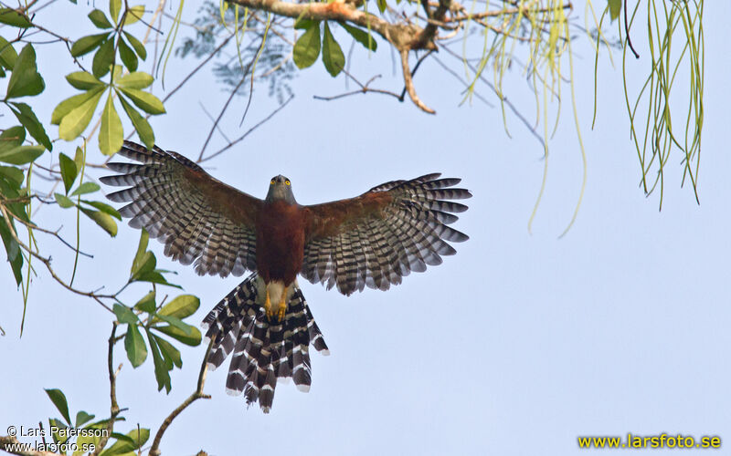 Long-tailed Hawk