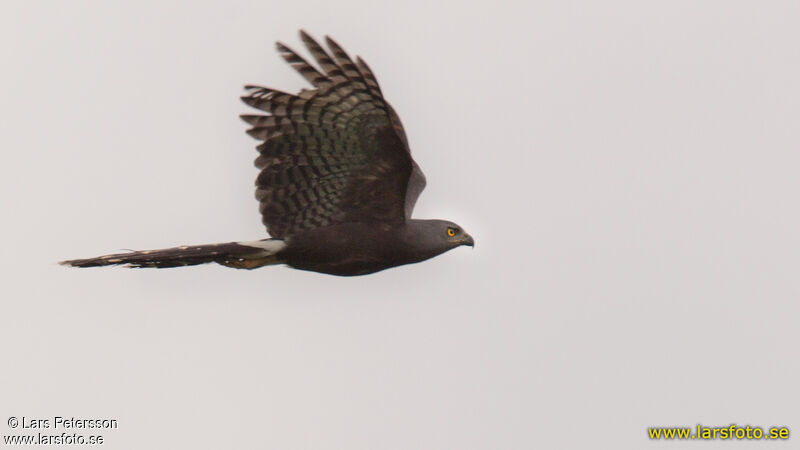 Long-tailed Hawk