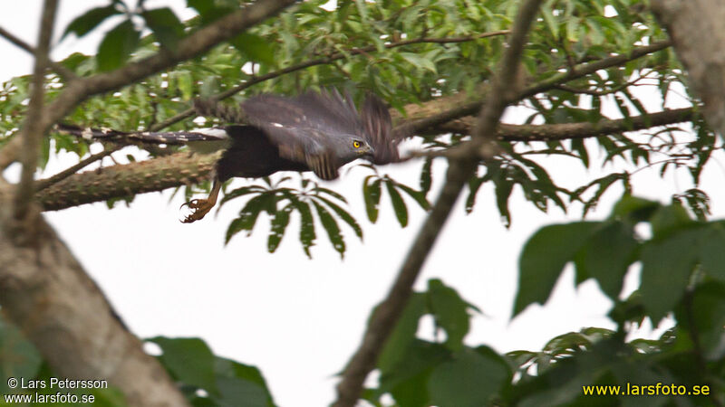 Long-tailed Hawk